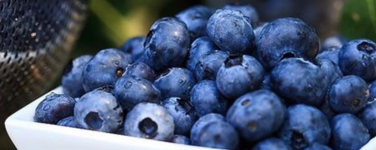 酸甜多汁营养丰富的蓝莓精选