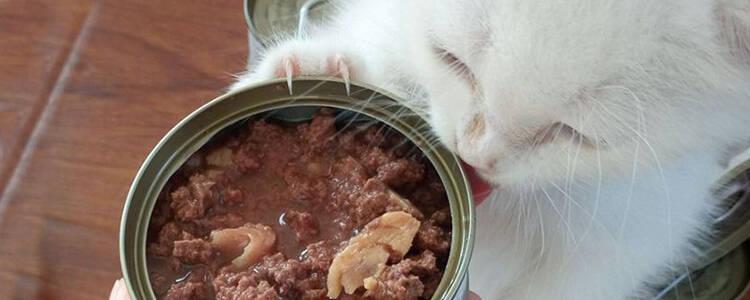 10款营养湿粮助力猫咪生长发育
