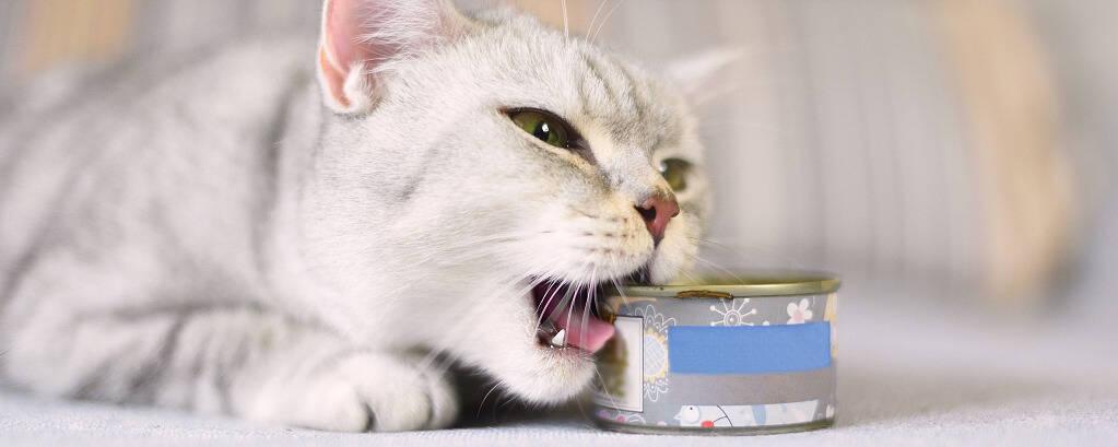 猫咪补充营养的九款猫湿粮精选