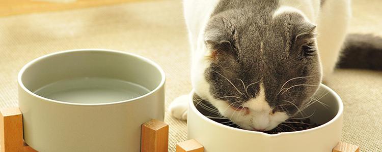 精选营养均衡猫粮助猫咪健康成长