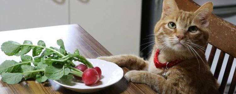 精选美味猫粮营养均衡护爱猫健康