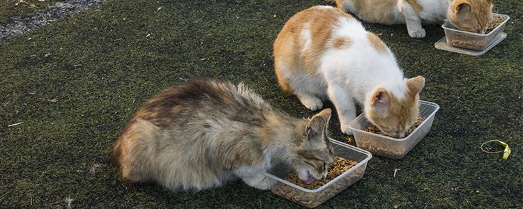 营养均衡呵护肠胃的猫干粮好物榜
